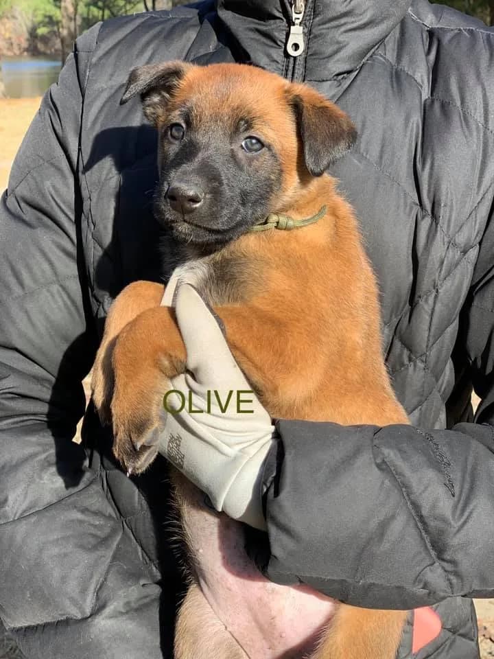 “C” Litter photo 15