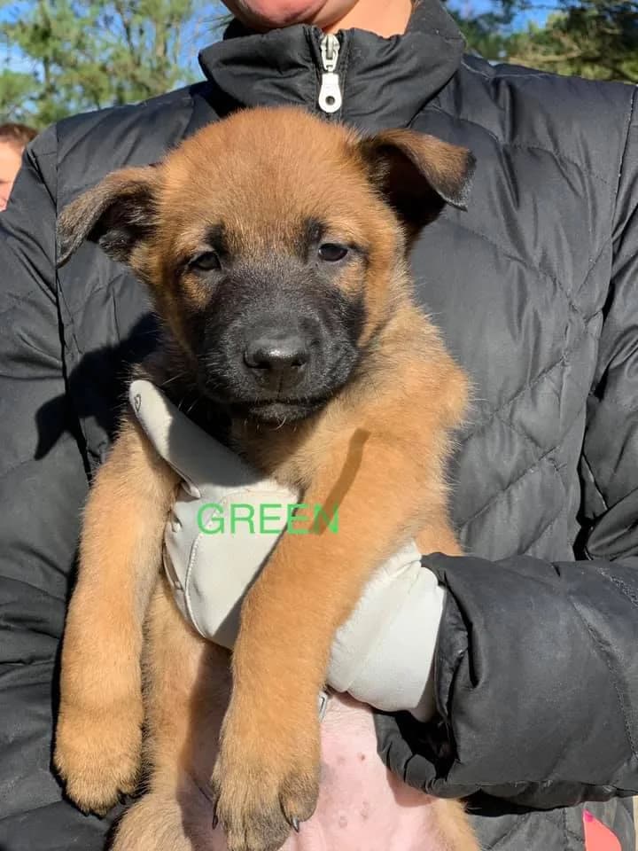 “C” Litter photo 3