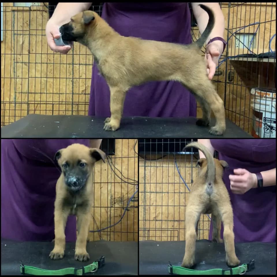 “C” Litter photo 2