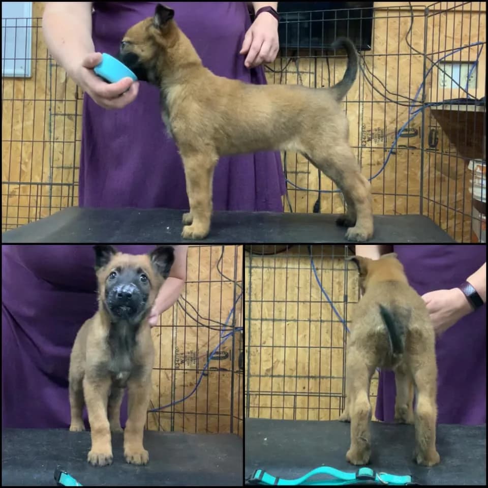 “C” Litter photo 26