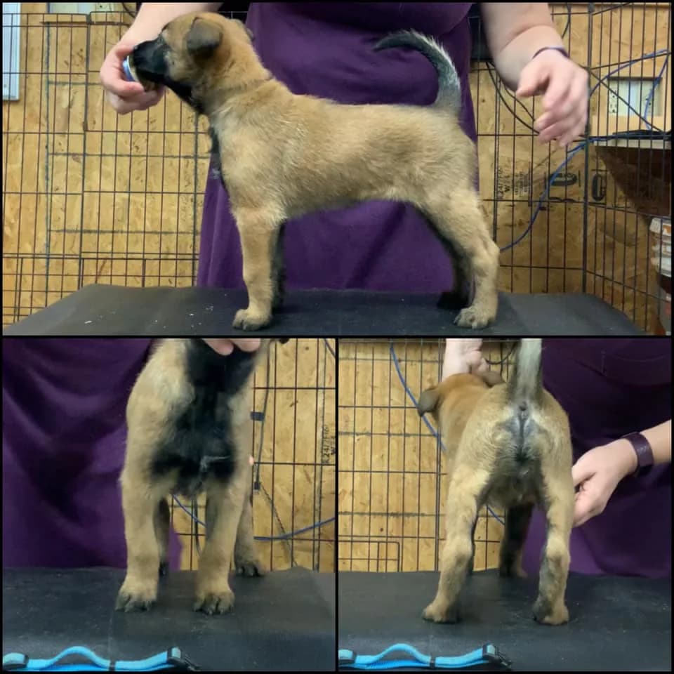 “C” Litter photo 17