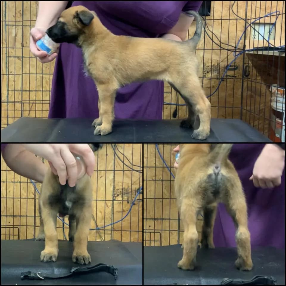 “C” Litter photo 23