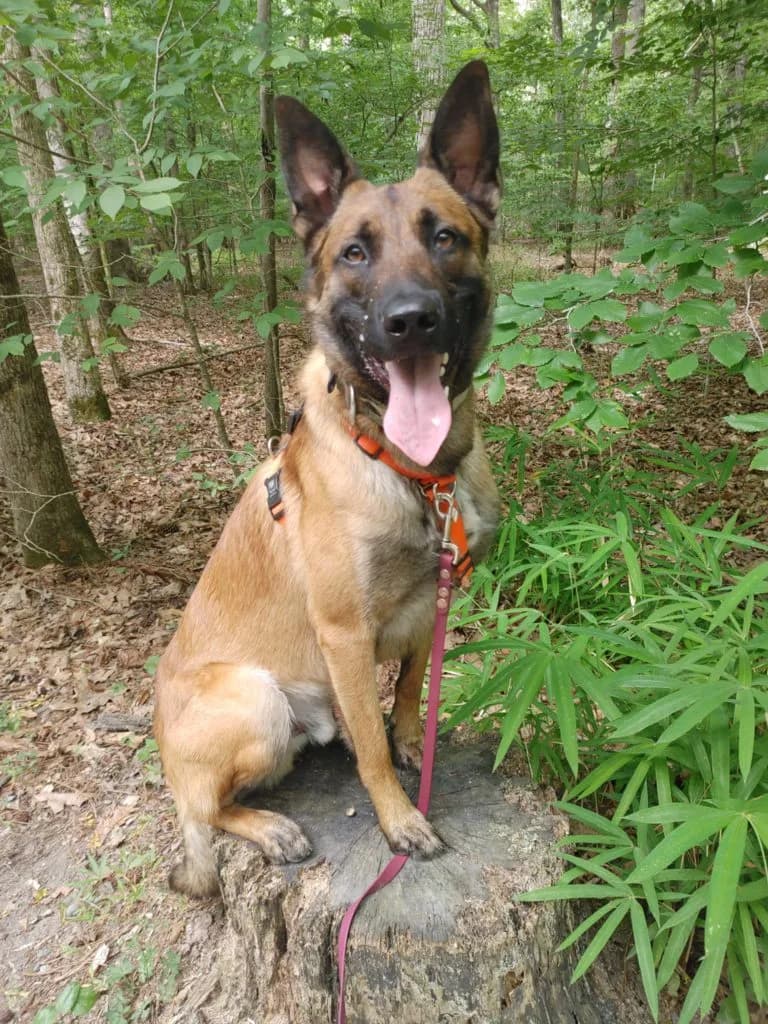 “C” Litter photo 10