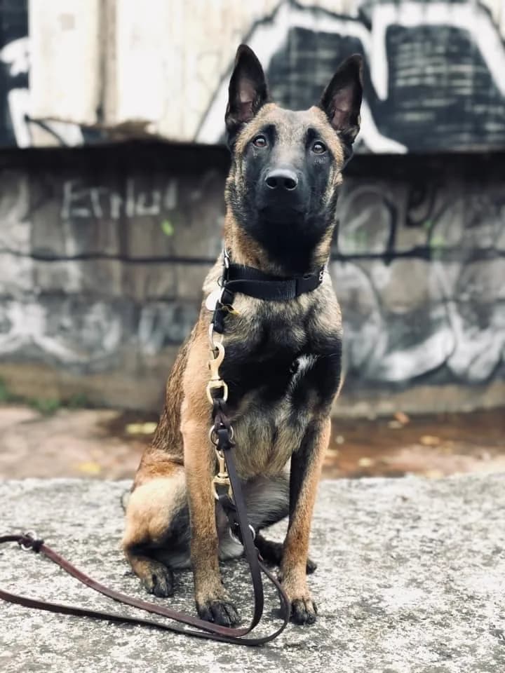“C” Litter photo 19